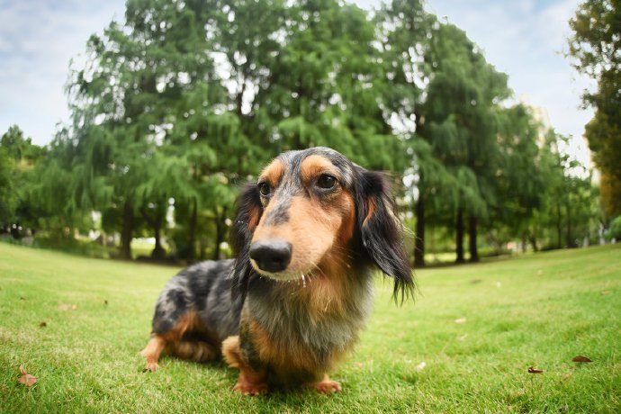 一组不常见的长毛腊肠犬图片欣赏