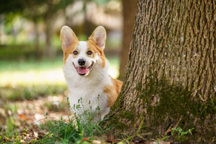 可愛柴犬的六連拍圖片