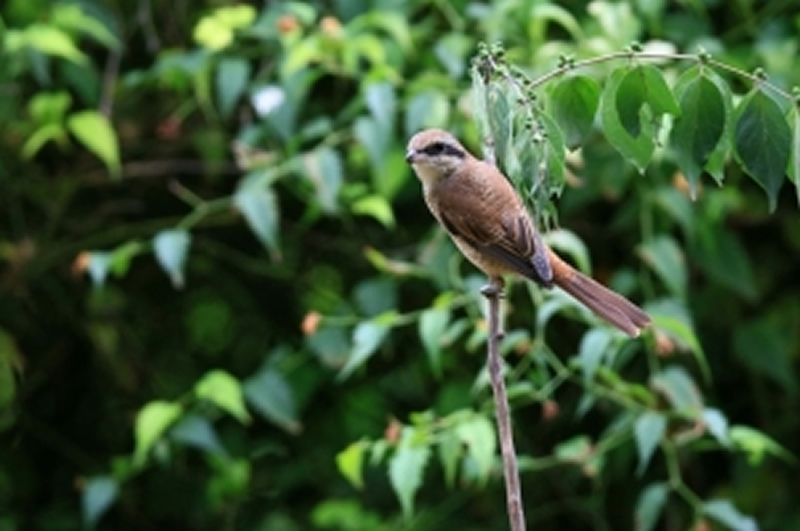 鳴囀悅耳紅尾伯勞圖片