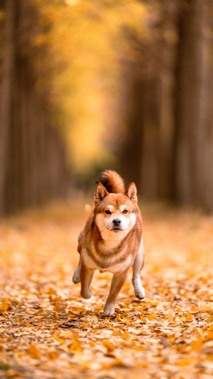 黃色唯美景色下的柴犬狗狗