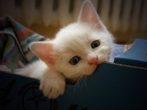 漂亮活泼小白猫图片