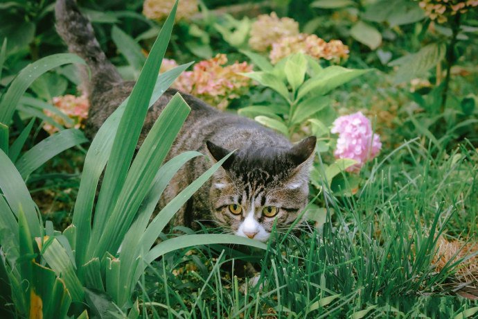 表情惹人怜爱的猫咪图片