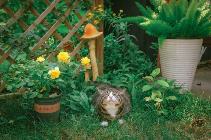 在秘密花园里的狸花猫图片