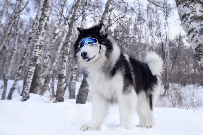 一組阿拉斯加在雪地里自在的模樣