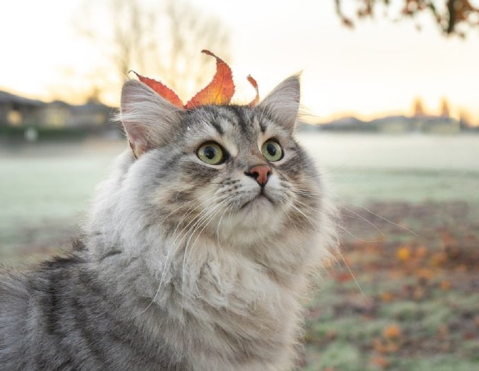 贪玩好动的西伯利亚森林猫