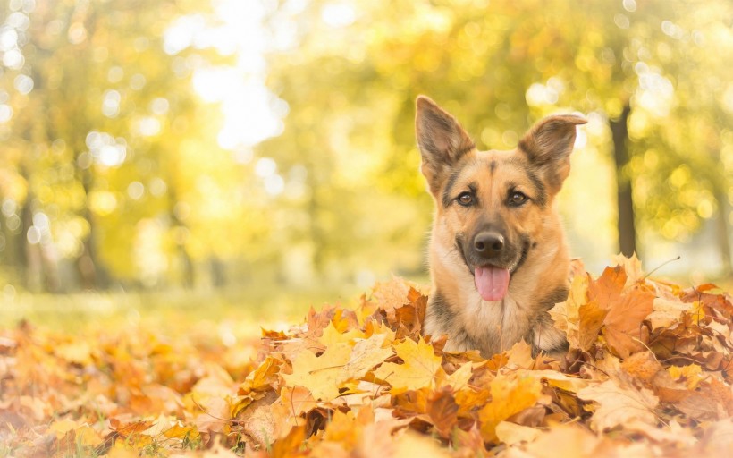 敏捷可爱的德国牧羊犬图片