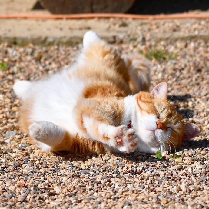 一组胖嘟嘟的橘猫图片