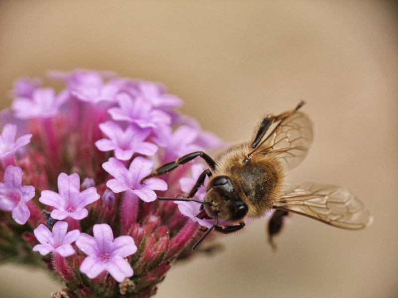 花丛中采蜜的小蜜蜂图片