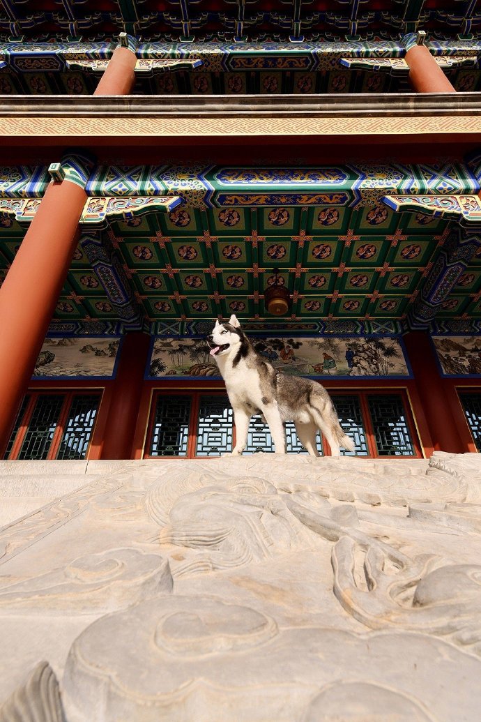 在紫荆城拍照的哈士奇狗狗图片