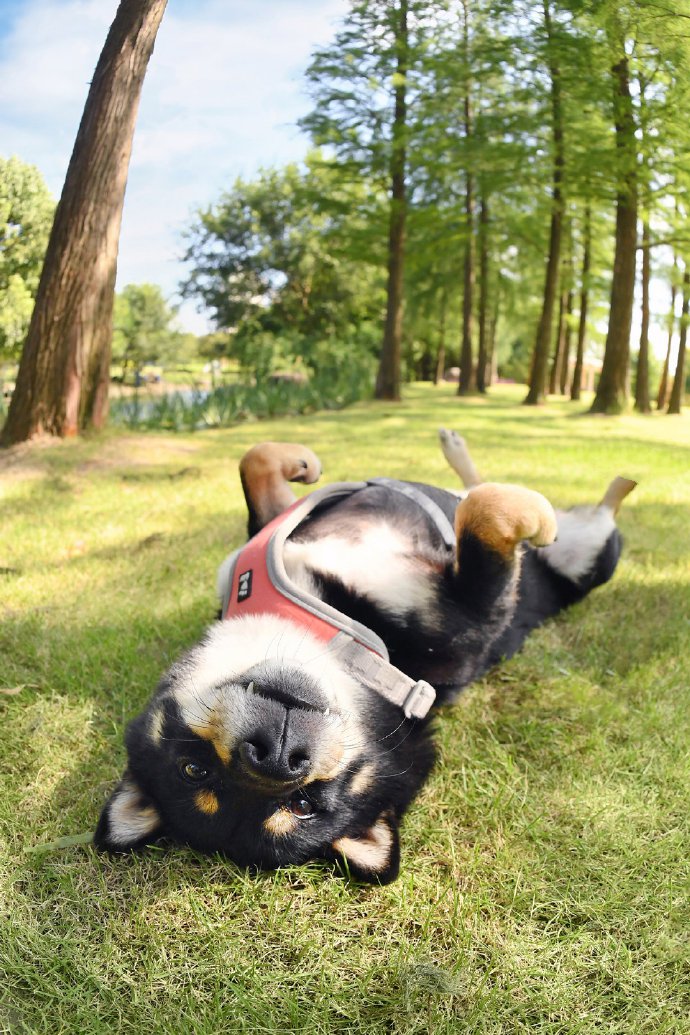 四只很有福气的柴犬狗狗