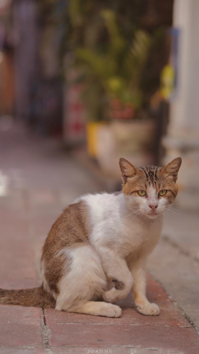 家门口的小猫咪