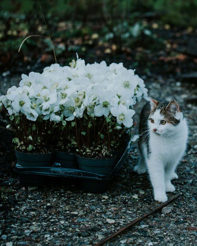 一组野外的猫咪图片