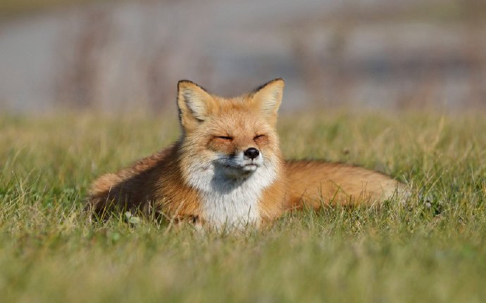 可爱的狐狸，大自然的美丽生灵