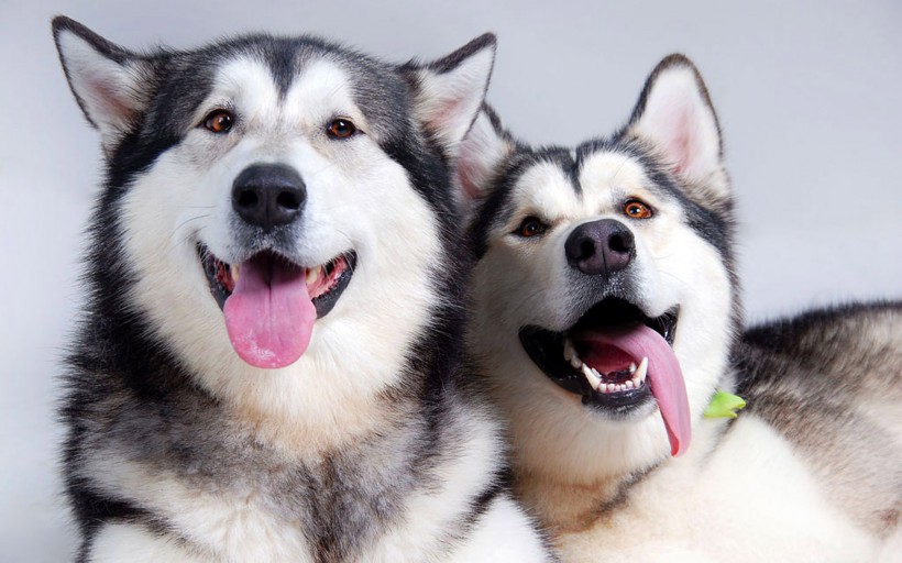 雪橇犬哈士奇图片