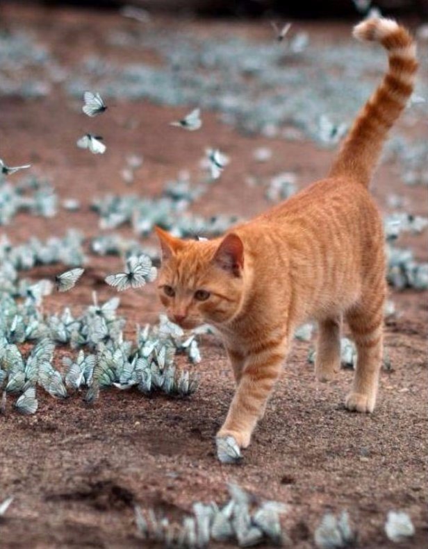 和蝴蝶玩耍的小猫图片