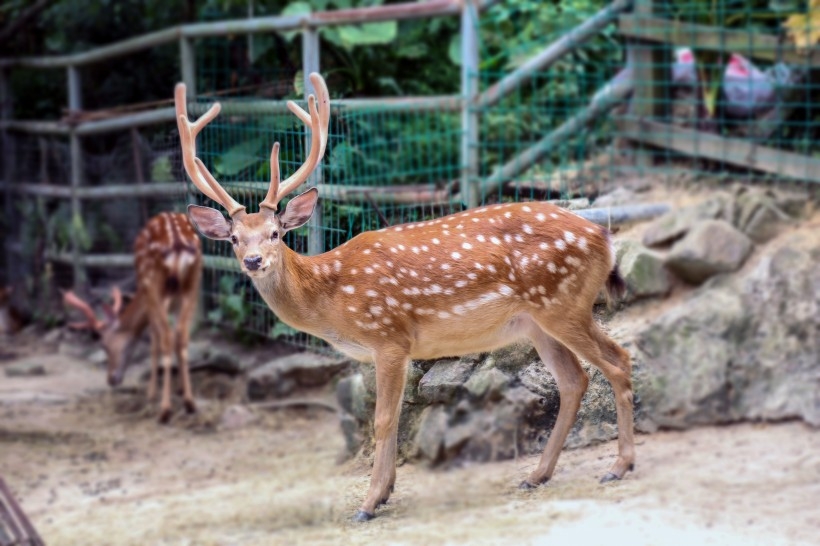 珍貴動物梅花鹿圖片欣賞