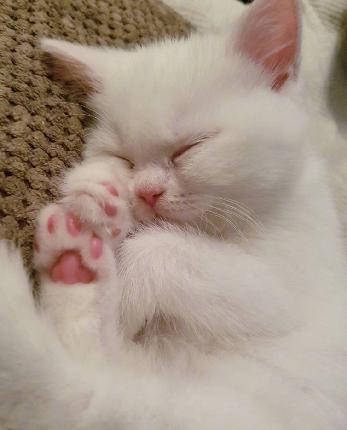 一组漂亮的雪白猫咪图片