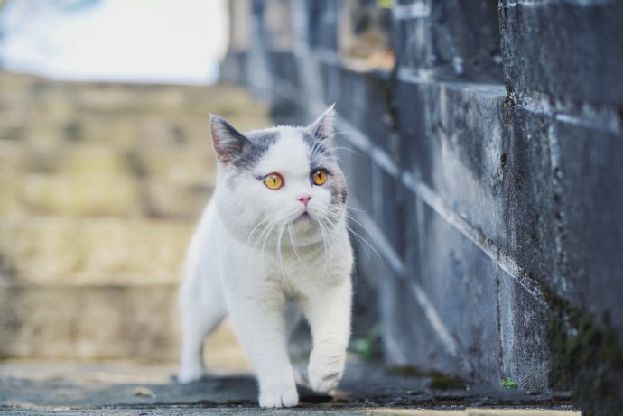 一只虎胖虎胖的猫咪图片