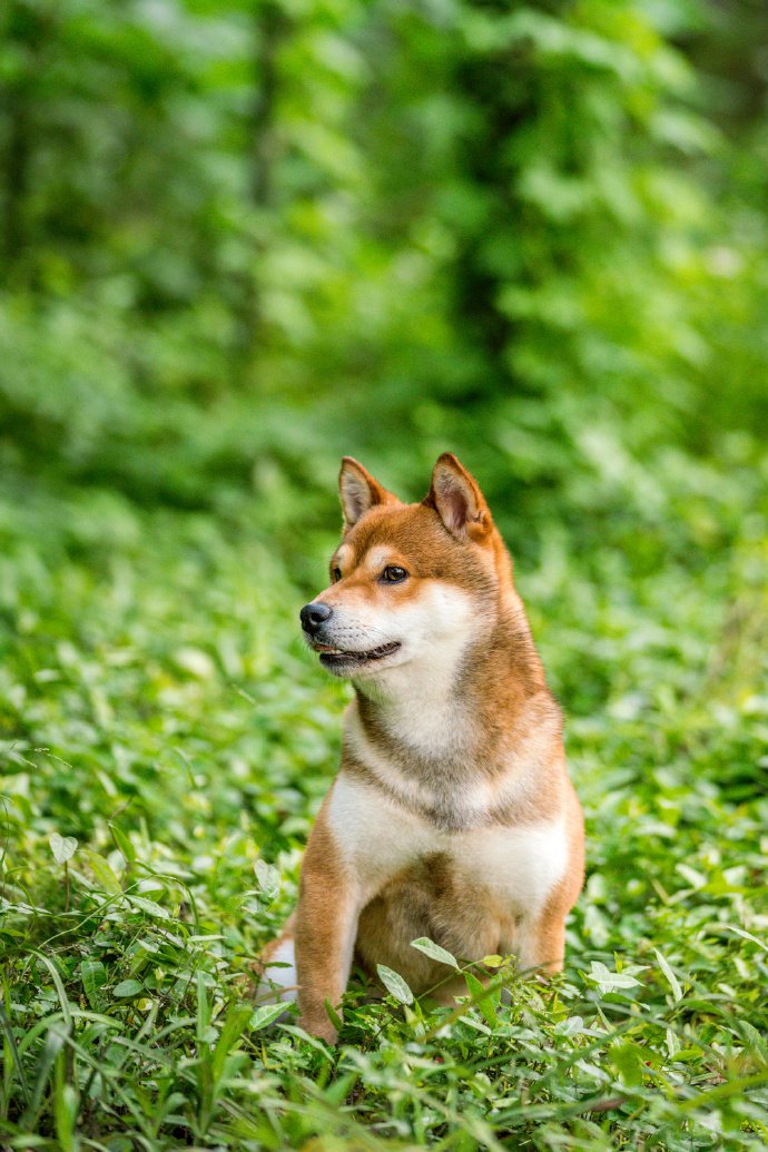 青青草地里可愛(ài)的柴犬圖片