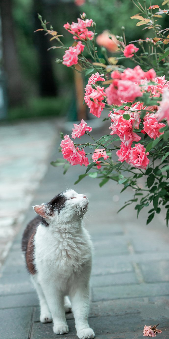 一组玫瑰花下的猫咪图片