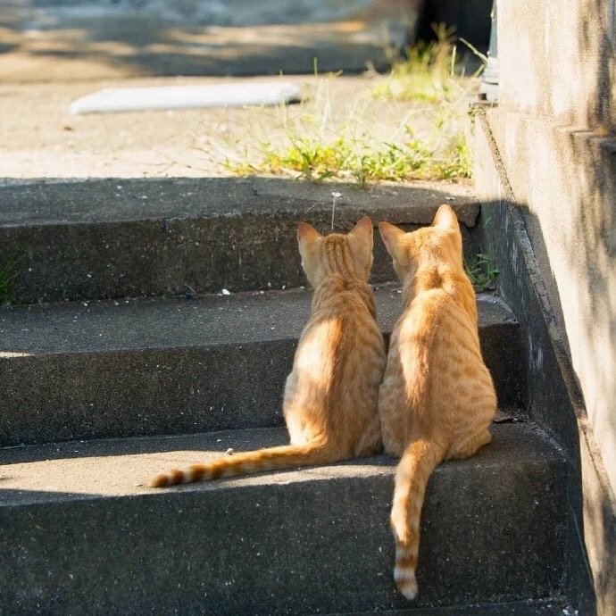 萌翻了的可爱橘猫图片