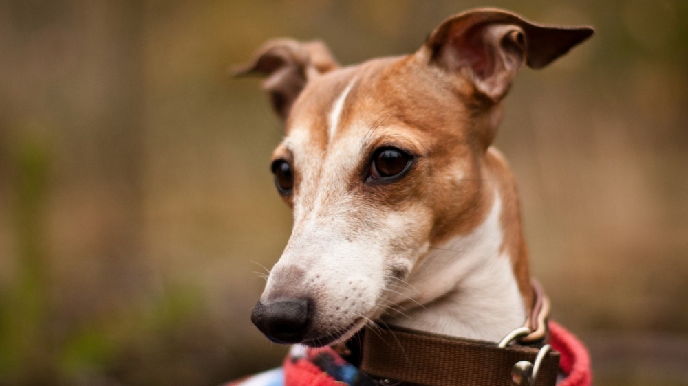 一組溫和而柔順的惠比特犬圖片