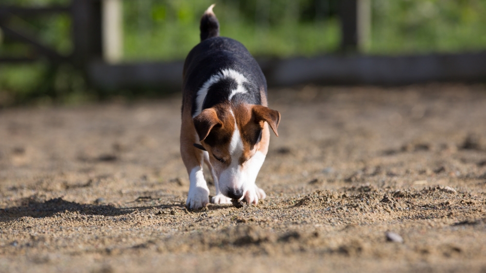 一组可爱的比格犬图片欣赏