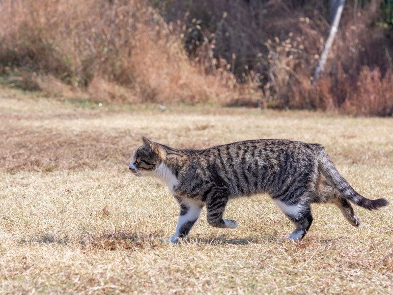 草地上的灰猫图片