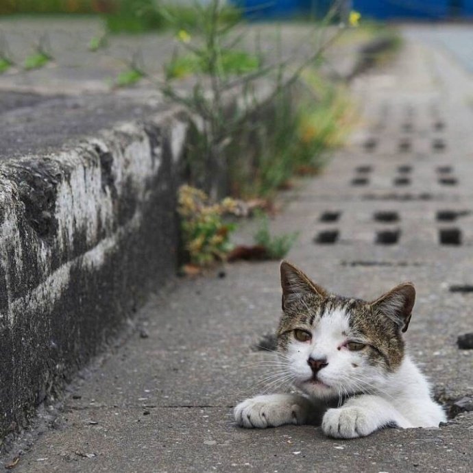 摄影师镜头下的流浪猫，太有爱了