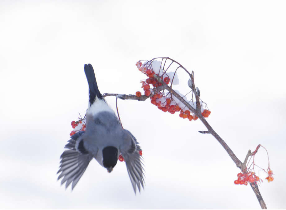 一組冬天里的鳥兒圖片