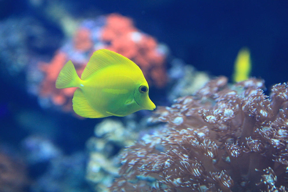 一組漂亮的海里魚兒圖片