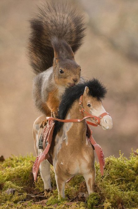 瑞典顽皮小松鼠“学会”骑马