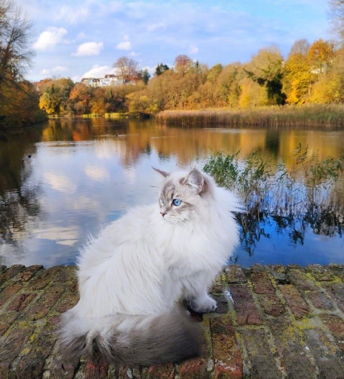 一只比利时的西伯利亚森林猫，神仙喵仙女