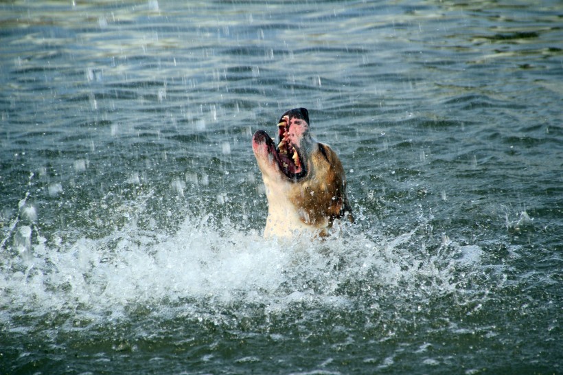 水中嬉戏的狗狗图片