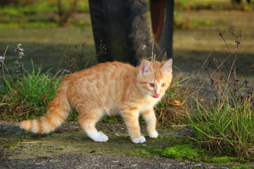 顽皮可爱的虎斑猫图片