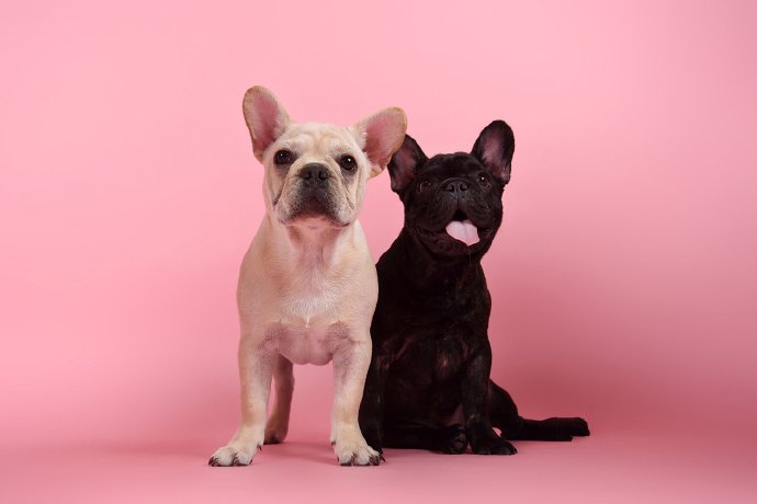 一组超级可爱的黑白配两只小狗狗图片