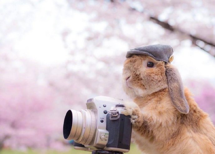 一组沉迷在樱花中的兔子君图片欣赏