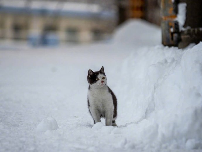 在雪地里的猫咪图片