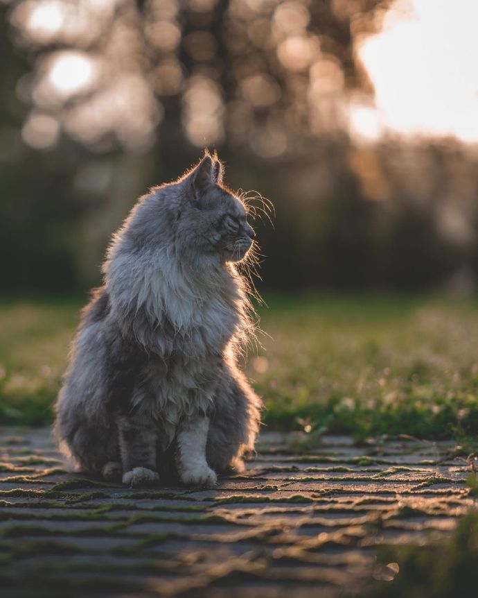 一组活泼可爱的缅因猫图片