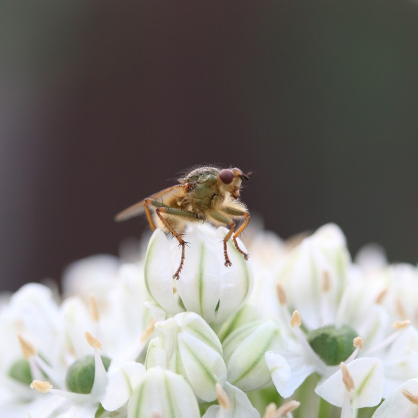 采蜜的小蜜蜂图片