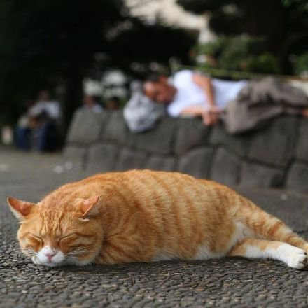 一组街头的流浪猫图片