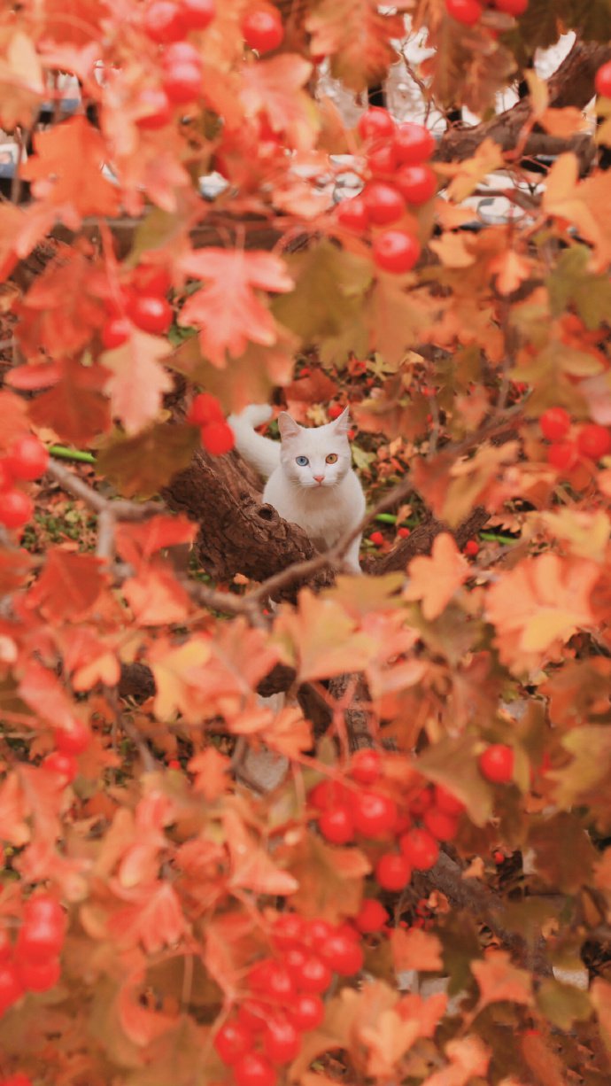 花园里的猫猫摄影图片