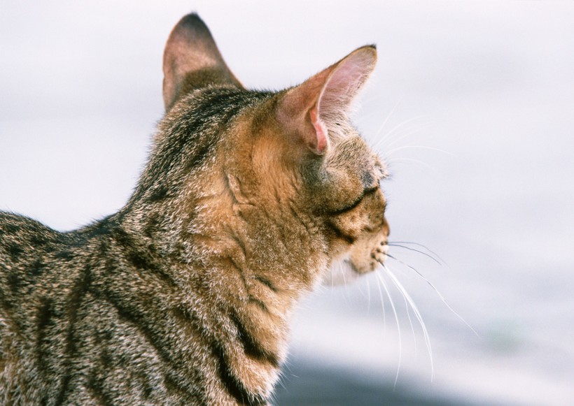 草地玩耍猫咪图片