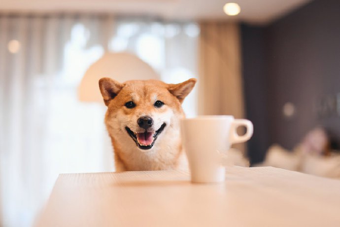 柴犬的笑容，专治一切不开心