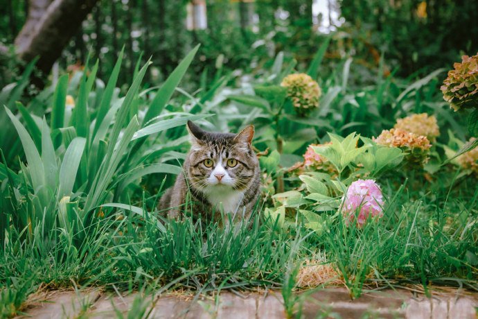 表情惹人怜爱的猫咪图片