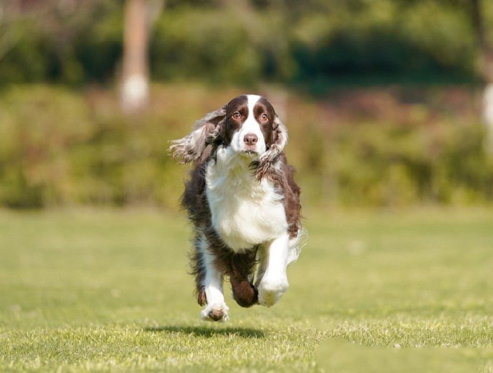 一组史宾格犬春天里的写真图