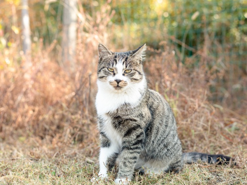 草地上的灰猫图片