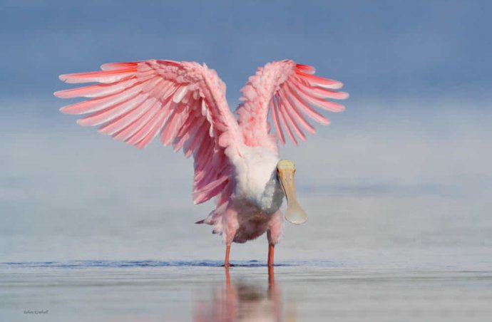 一組美鳥飛翔圖