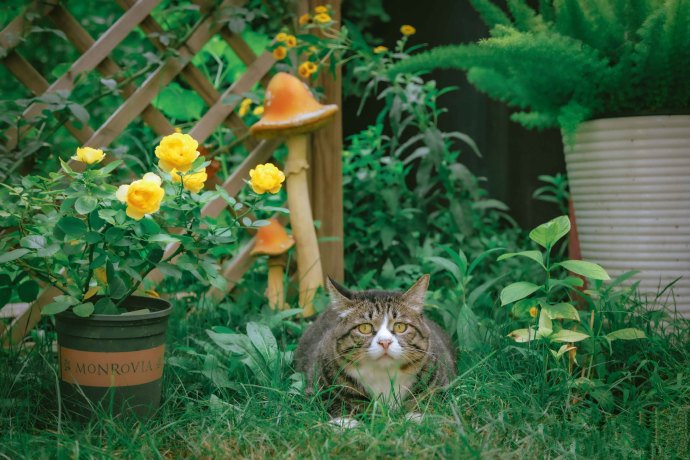 在秘密花园里的狸花猫图片