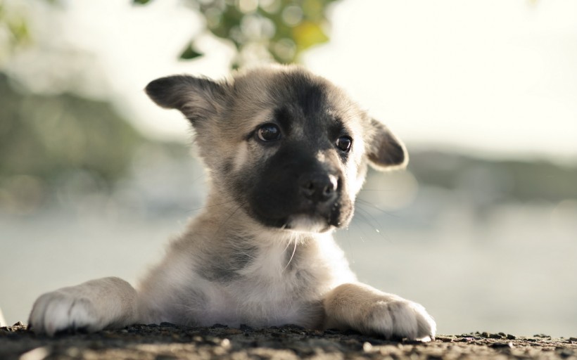 德国黑背牧羊犬图片